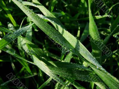 DEW SOAKED GRASS