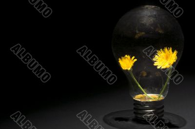 Dandelion Light Bulb