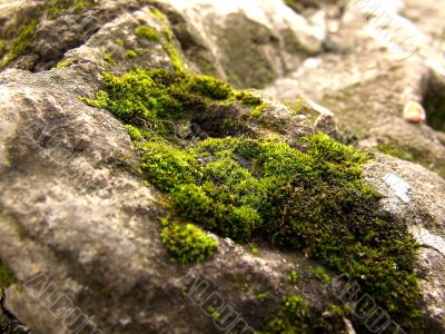 moss-grown stone