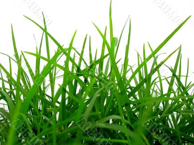 Green grass on white back ground