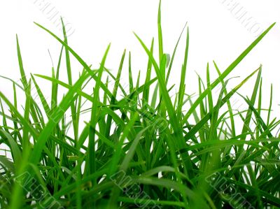 Green grass on white back ground Green grass on white back ground