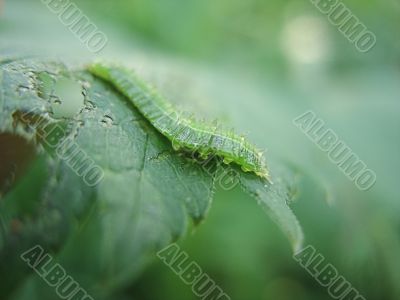 Caterpillar on gnawed sheet