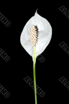 Single White Peace Lily