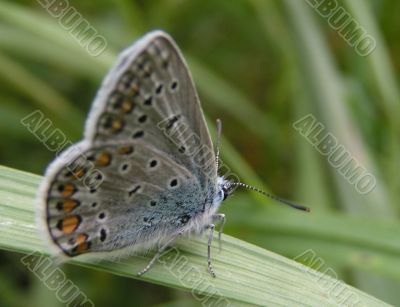 Butterfly In The Grass