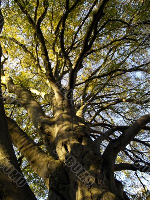 autumnal tree