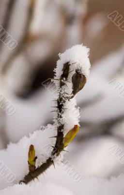 dogrose under a snow