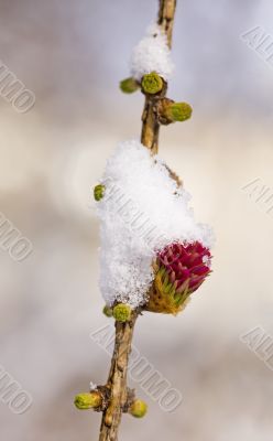 Blossoming larch under a snow
