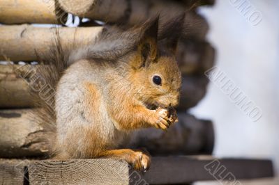 squirrel with a nut