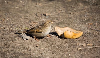 Sparrow with prey