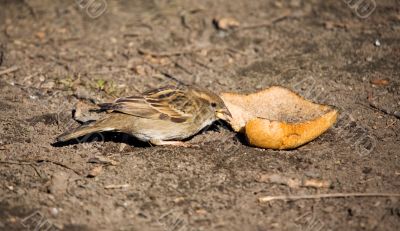 Sparrow with bread