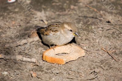 Sparrow with bread
