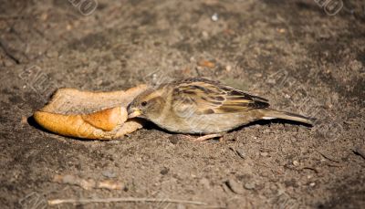 Sparrow with bread