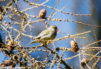 Siskin on a tree