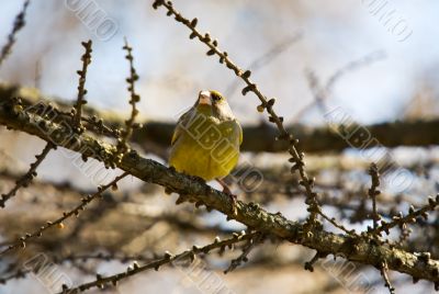 Siskin on branch of a larch