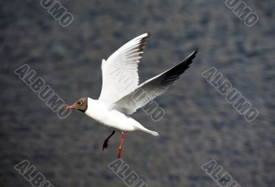 The seagull in flight