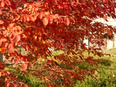 Red Leaves