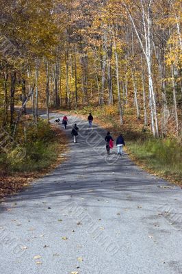 Canadian forest walk