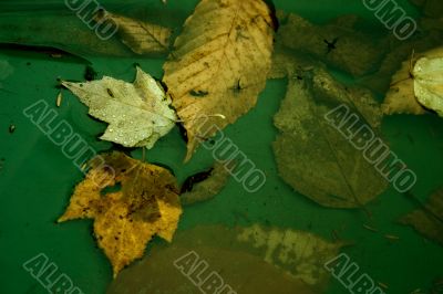 Outdoor still life