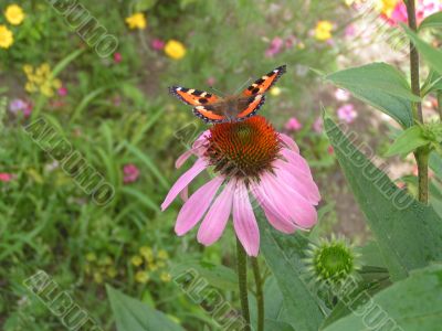 Butterfly In The Flower