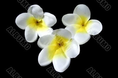 Frangipani Flowers