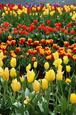 Tulips in Spring
