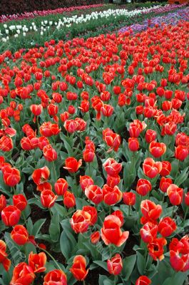 Tulips in Spring