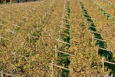 Autumnal Vineyard pattern