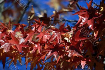 Maple Maple