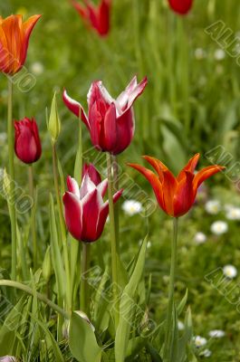 tulip