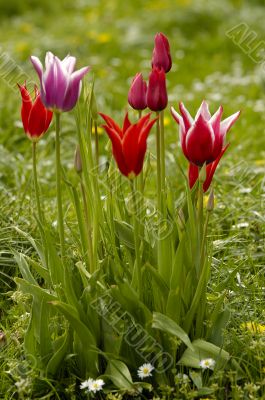 tulip