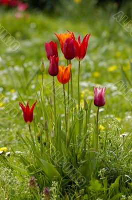 tulip