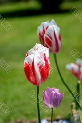 tulip