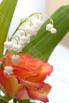 lily of the valley