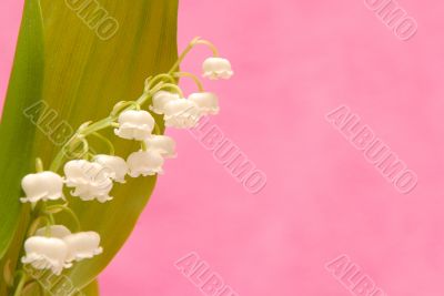 lily of the valley