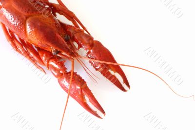seafood on a plate