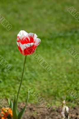 tulip