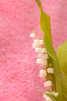 lily of the valley