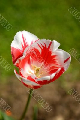 tulip