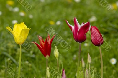tulip