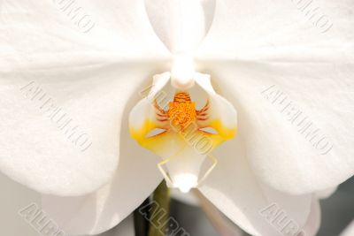 White Orchid