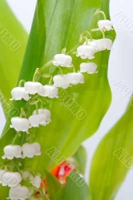 lily of the valley