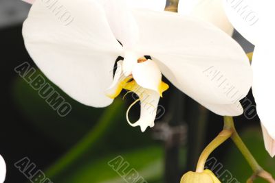 White Orchid