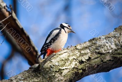 big motley woodpecker