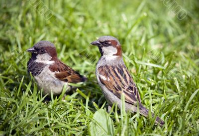Two sparrows in a grass