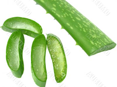 slices of aloe vera plant