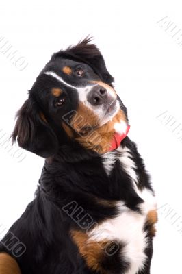 Bernese mountain dog