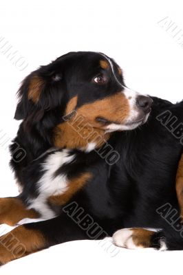 Bernese Mountain Dog