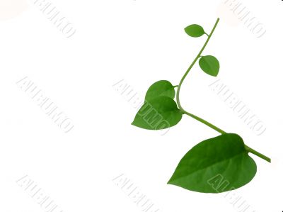 Elegant green ivy twig over white background