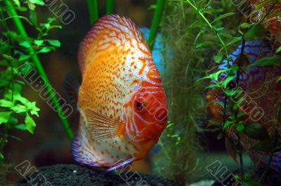 Diskus fish