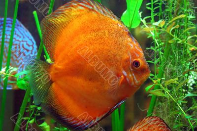 Diskus fish